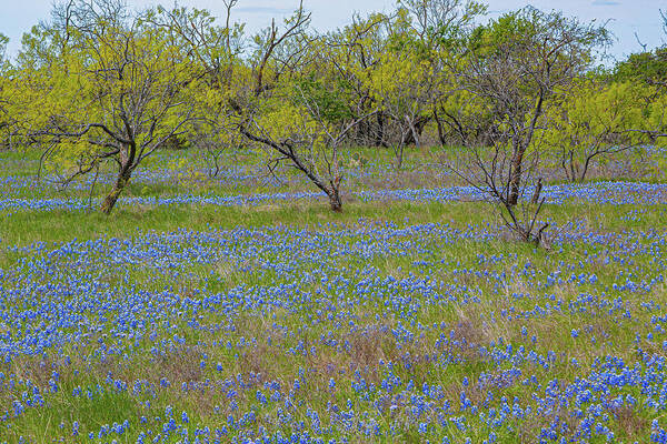 Bluebonnet Flowers Carpet The Countryside Landscape Of Tall Grass And Trees On A Sunny Spring Day In The Texas Hill Country. Poster featuring the photograph Sunday Drive by Terry Walsh
