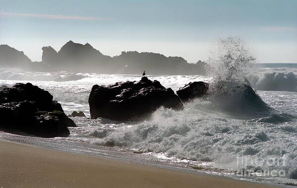 Big Sur Poster featuring the photograph Two Gulls by James B Toy