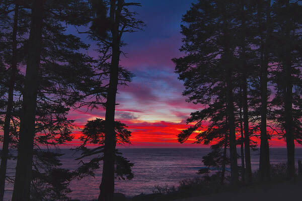 Forest Poster featuring the photograph Where Forest Meets Sea by Stephen Vecchiotti