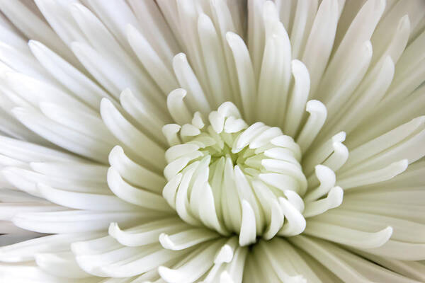 Spider Mum Poster featuring the photograph White Spider Mum by Dawn Currie