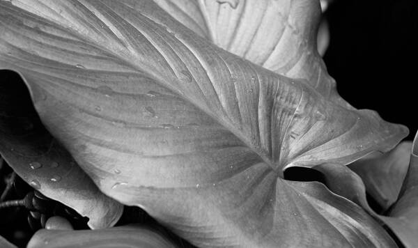 Black And White Poster featuring the photograph Lily Leaf by Mick Burkey