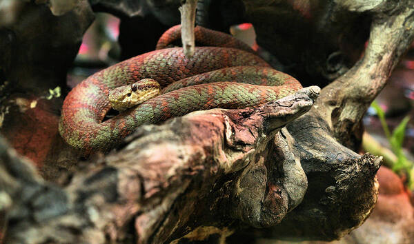 Bothriechis Schlegelii Poster featuring the photograph Eyelash Viper by JC Findley