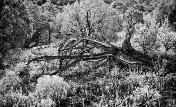 Landscape Poster featuring the photograph Downed Cypress Sedona Arizona Number five by Bob Coates