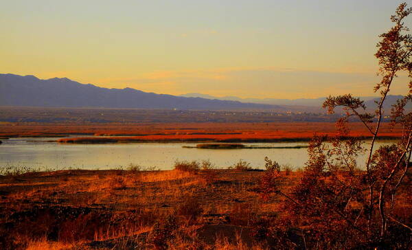 Colorado River Poster featuring the photograph Off the Colorado River by Lessandra Grimley