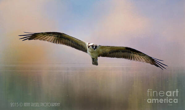 Osprey Poster featuring the photograph Osprey Over the Shenandoah by Kathy Russell