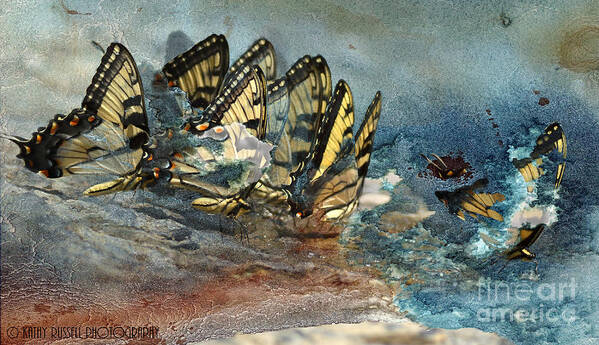Butterflies Poster featuring the photograph The Gathering by Kathy Russell