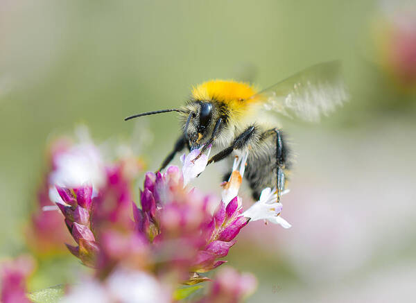 Nature Poster featuring the photograph Carder Bee #1 by Steven Poulton