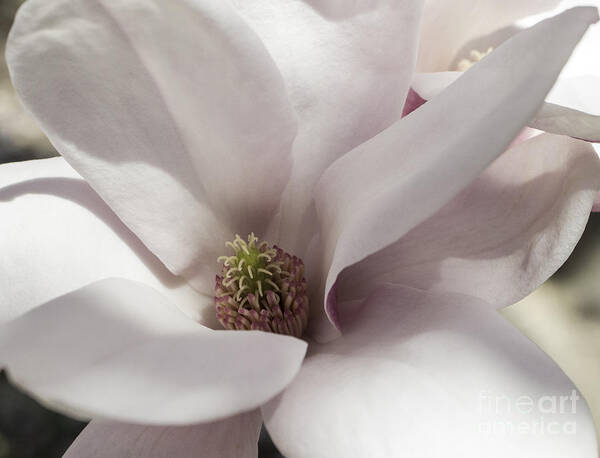 Magnolia Poster featuring the photograph Center Of Attention #1 by Arlene Carmel