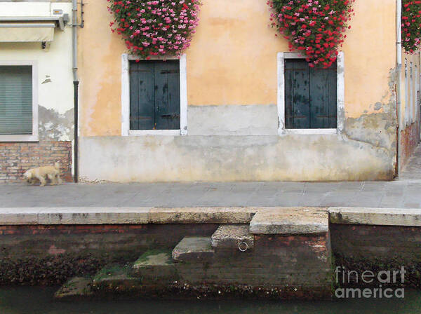 Venice Poster featuring the painting Venice Canal Shutters with Dog and Flowers Horizontal #2 by Robyn Saunders