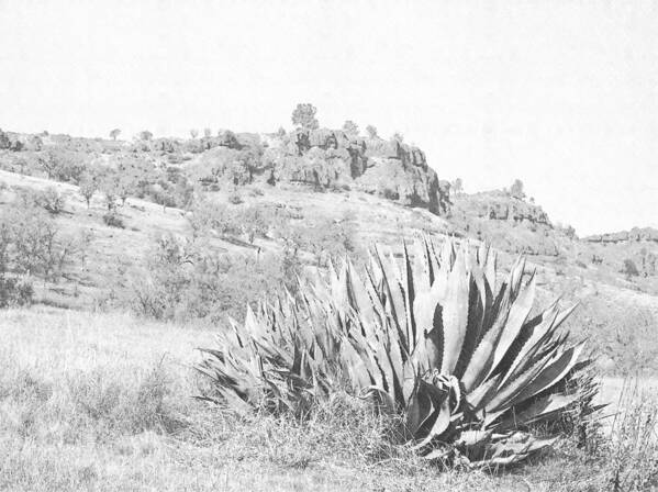 Bidwell Park Cactus Poster featuring the photograph Bidwell Park Cactus by Frank Wilson