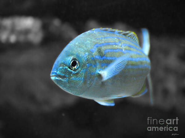 Blue Poster featuring the photograph Blue Striped Fish by Jai Johnson
