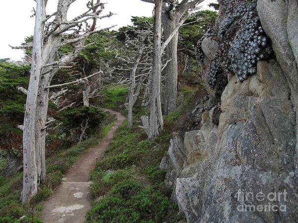Point Lobos Poster featuring the photograph Cypress Grove Trail by James B Toy