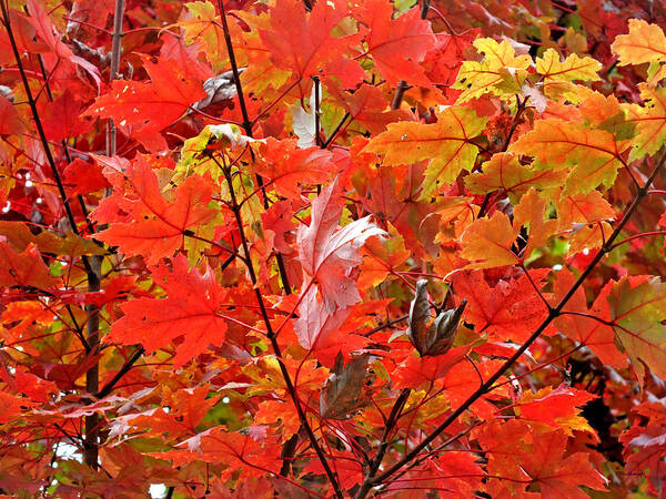Duane Mccullough Poster featuring the photograph Fall Maple Leaves 2 by Duane McCullough