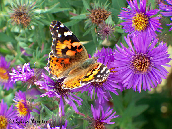 Butterfly Poster featuring the photograph Fall Royalty by Sylvia Thornton