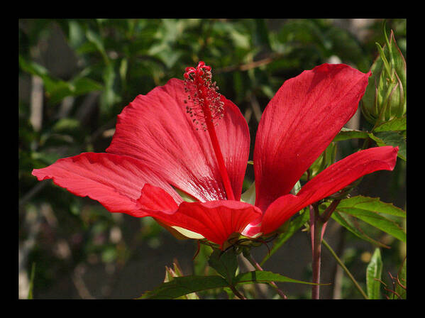Red Poster featuring the photograph Hibiscus My Valentine by M Three Photos