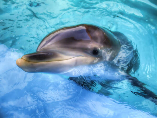 Dolphin Poster featuring the photograph Hungry Dolphin by Tim Stanley