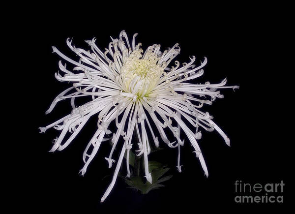#flower #floral #floralphotography #white #spider Chrysanthemum #icicles #black Backgroun# Poster featuring the photograph Icicles --A White Spider Chrysanthemum by Ann Jacobson