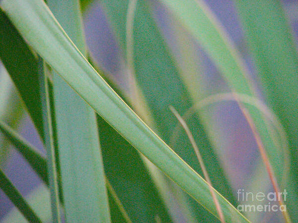 Palms Poster featuring the photograph Palm Reeds by Val Miller