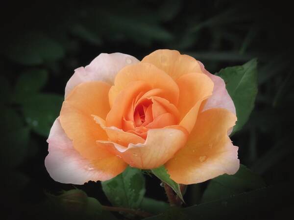 Rose Poster featuring the photograph Peach Petals - Rose by MTBobbins Photography