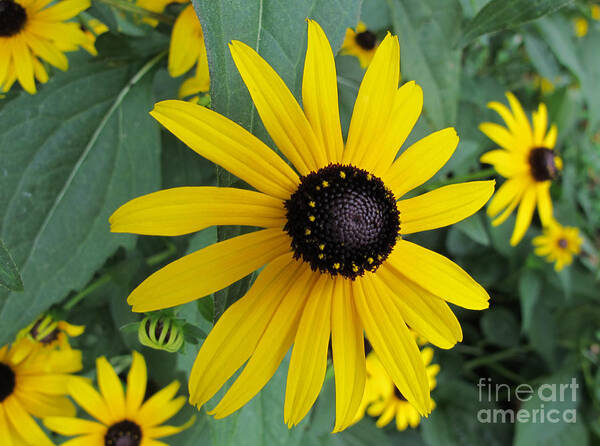 Black-eyed Susan Poster featuring the photograph Pop Yellow by Arlene Carmel