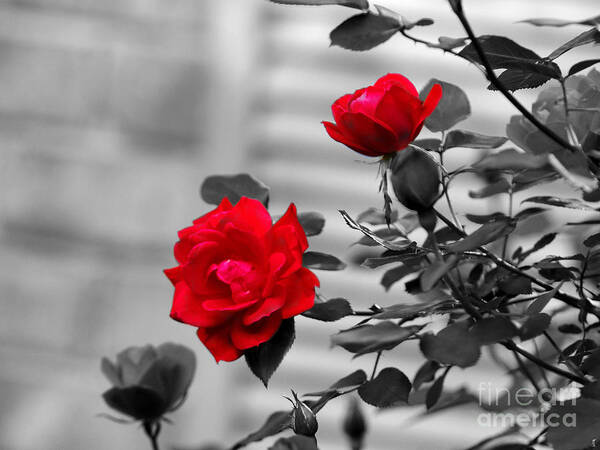 Rose Poster featuring the photograph Red Roses by Jai Johnson