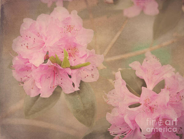 Blossom Poster featuring the photograph Softly Pink by Arlene Carmel