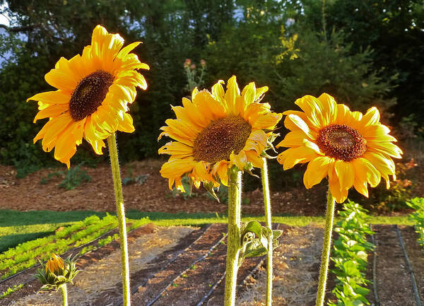 Sunflower Poster featuring the photograph Sunflower Trio by K L Kingston