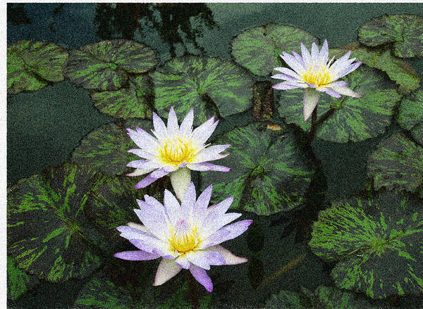 Lilly Flowers Poster featuring the digital art Three lilies by Don Wright