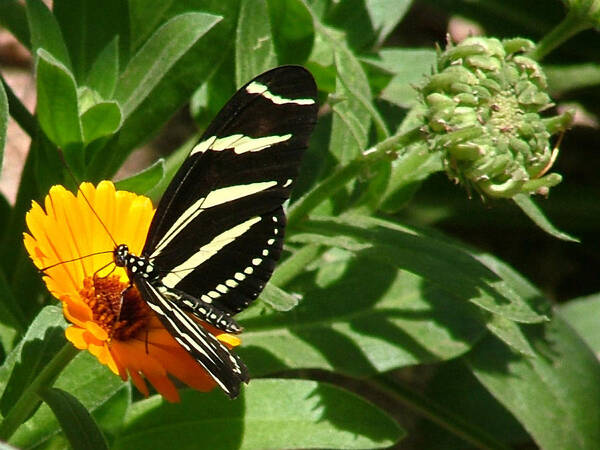 Mary Dove Art Poster featuring the photograph Zebra Longwing on Orange Flower - 105 by Mary Dove