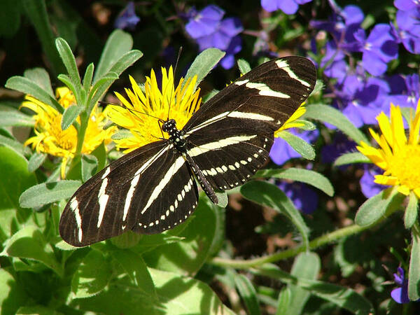 Mary Dove Art Poster featuring the photograph Zebra Longwing on Yellow with Purple Flowers - 104 by Mary Dove