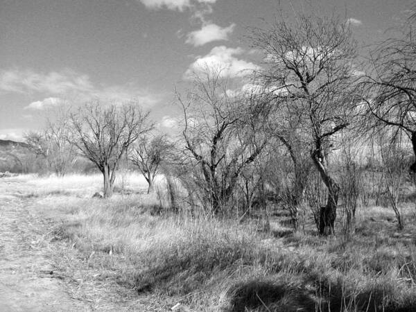 Landscape Poster featuring the photograph New Mexico Series - Bare Beauty by Kathleen Grace
