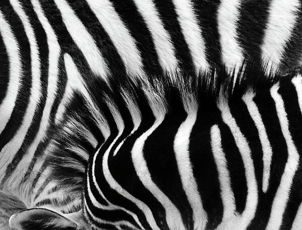 Zebra Poster featuring the photograph Blending In by Debra Sabeck