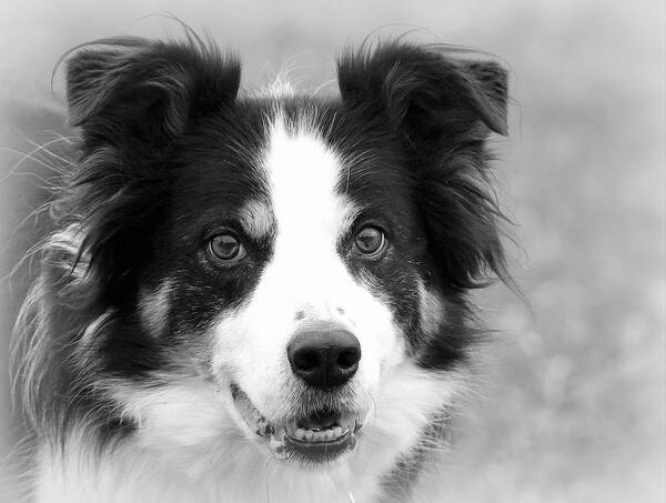 Border Collies Poster featuring the photograph Boder Collie BW by Sue Long