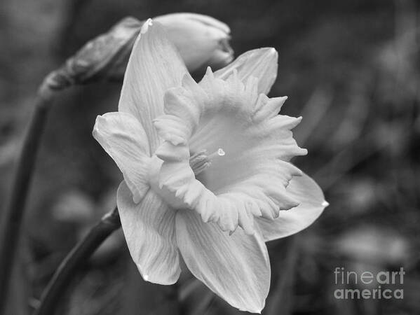 Narcissus Poster featuring the photograph Daffodil by Arlene Carmel