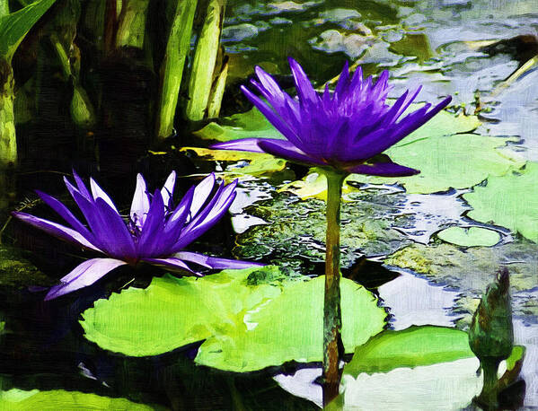 Flower Poster featuring the photograph Purple water lilies by D W Steinbarger
