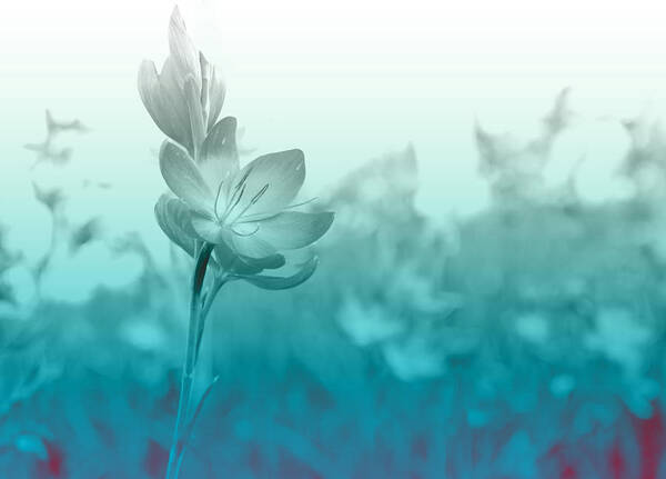 Schizostylis Poster featuring the photograph Sea Green Haze by Barbara White