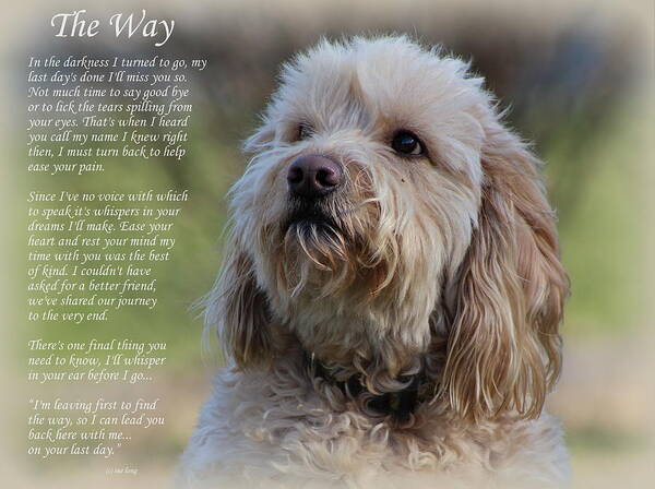 Dogs Poster featuring the photograph The Way Golden Doodle by Sue Long