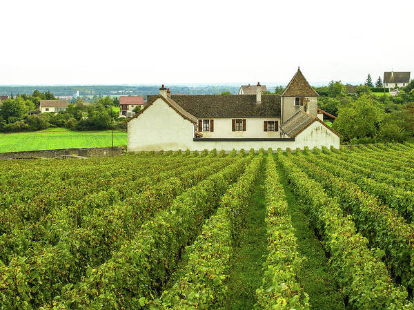 Vineyard Poster featuring the photograph Vineyard in France by Jim Mathis