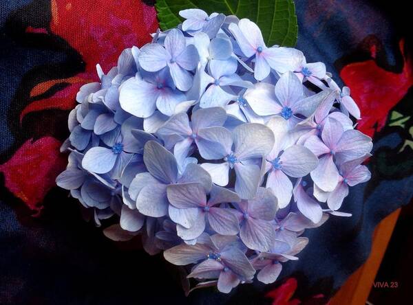 Hydrangea Poster featuring the photograph Carolyn's Hydrangea Blue by VIVA Anderson