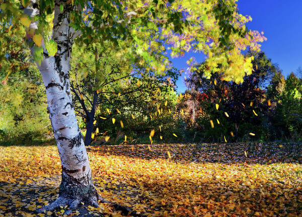 Fall Poster featuring the photograph Fall - leaves falling off a birch tree in morning sunlight by Peter Herman