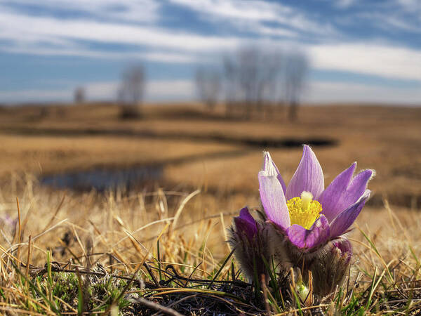 Crocus Poster featuring the photograph Prairie Crocus - Wild Pasque flowers in early spring on ND Prairie with coulee in background by Peter Herman