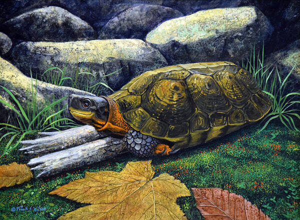 Turtles Poster featuring the painting Wood Turtle by Frank Wilson