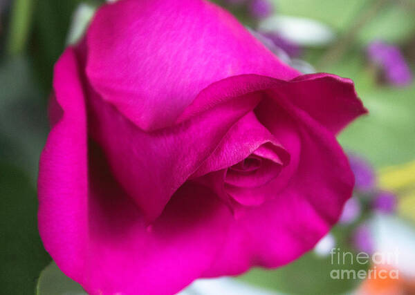 Rose Poster featuring the photograph Bright Pink Rose by Arlene Carmel