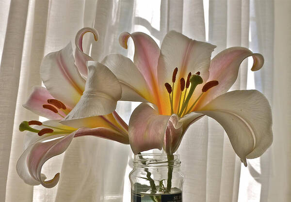 Lily Poster featuring the photograph Country Lilies by K L Kingston