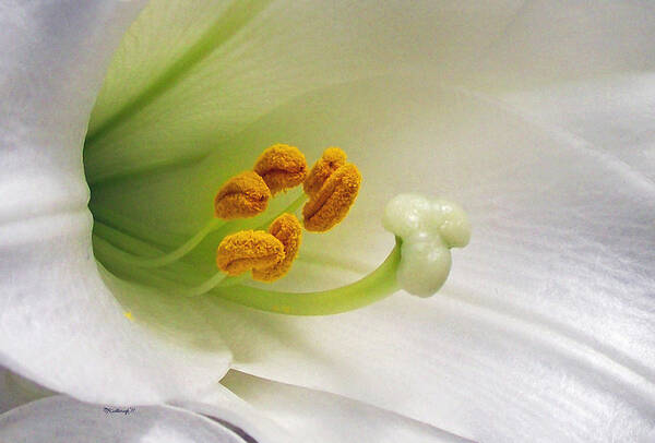 Plants Poster featuring the photograph Lilly Upclose by Duane McCullough