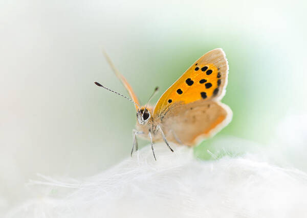 Small Copper Butterfly Poster featuring the photograph Small Copper by Steven Poulton