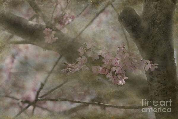 Spring Poster featuring the photograph Textures Of Spring by Arlene Carmel