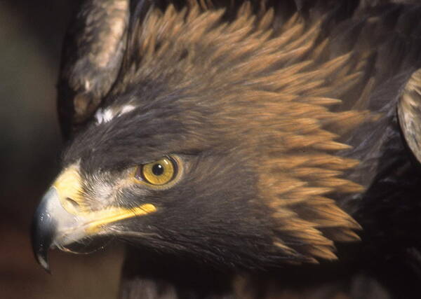 Eagle Poster featuring the photograph Alert Golden Eagle by Larry Allan