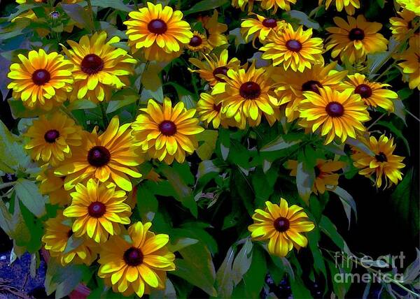 Greeting Cards Poster featuring the digital art Black-Eyed Susans by Dale  Ford