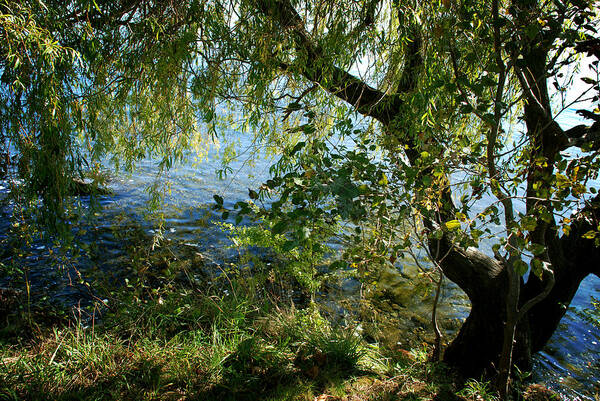 Lake Poster featuring the photograph Lakeside Tree by Kathleen Grace